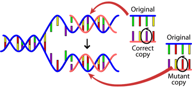 mutasi DNA