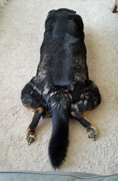 image of Zelda the Black and Tan Mutt lying on her belly on the living room floor, with froggy back legs out behind her; her black fur is spotted with loose bits of grey undercoat peeking through