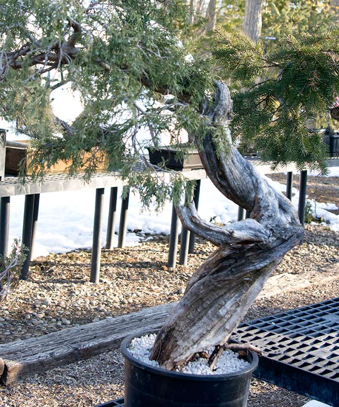 Walter Pall Bonsai Adventures visit to Nature's Way in Harrisburg