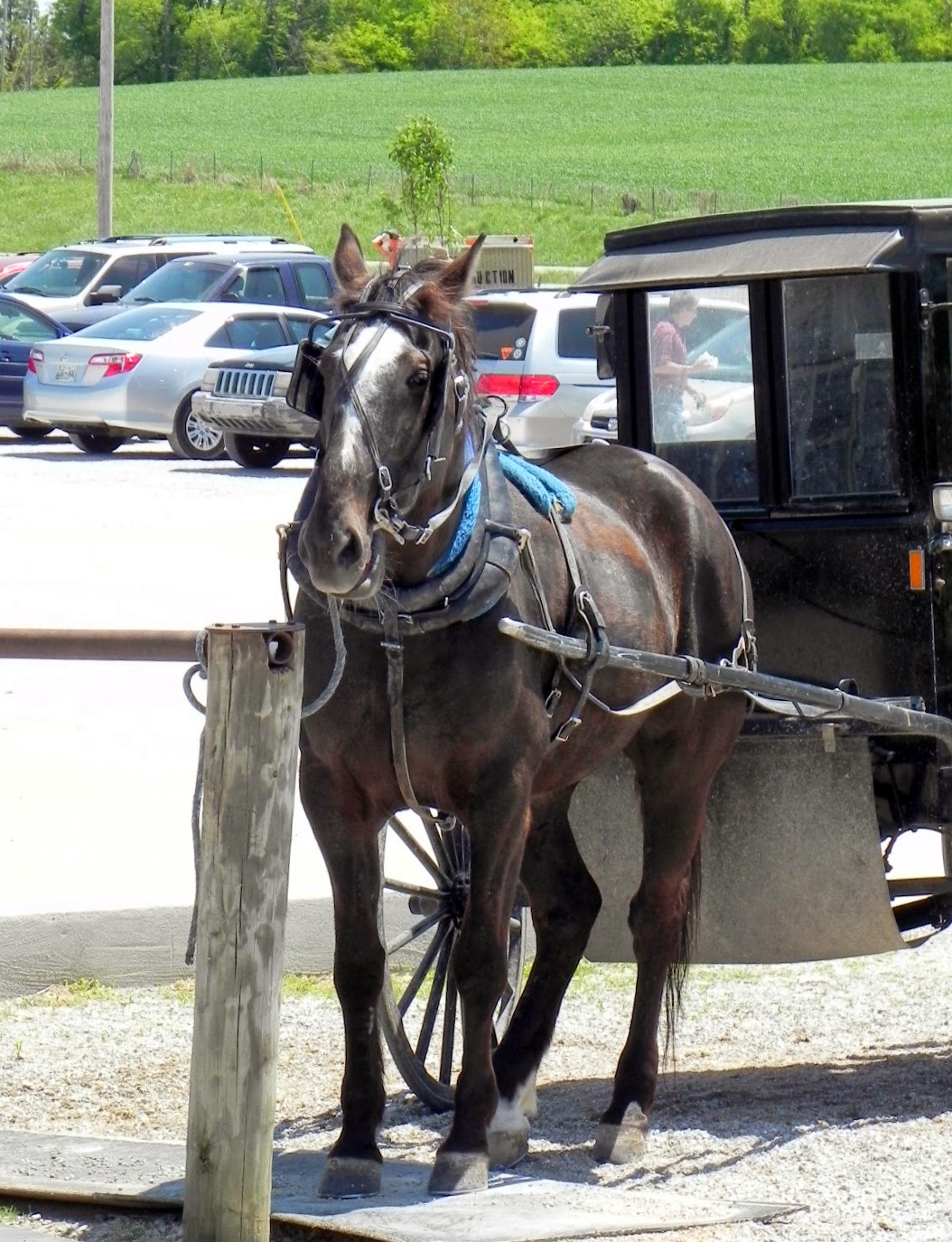 Gone Walkabout 2 Amish Flower Auction