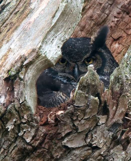 Owl in the nest