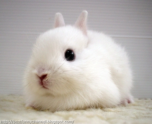 The nice-looking bunny.