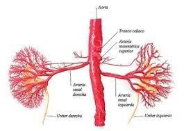 arterias renales