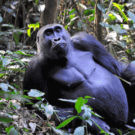 Gorilla of Nouabale Ndoki National Park Congo Gorilla of Nouabale Ndoki National Park Congo