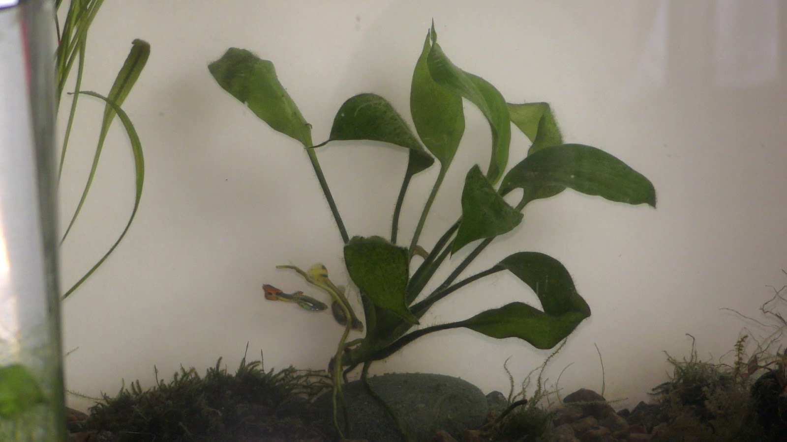 Random Bits Growing Land Plants Underwater