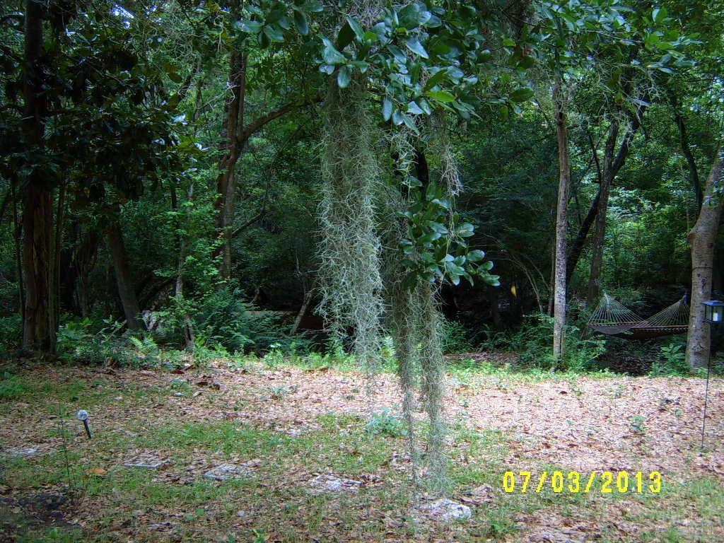 Alabama Rose and Flower Garden from a NonGreen Thumb Spanish Moss ..the Epitome of Southern