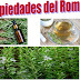 Usos y Propiedades del Romero  -  Condimento - Medicina 