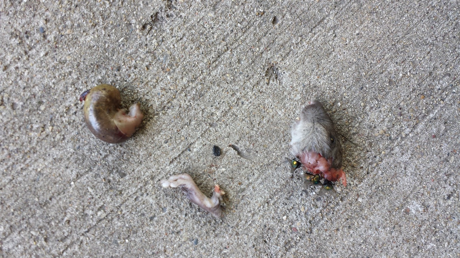 Chicago Feral Cat Files Cats Are Stealth Rat Killers CATS AT WORK chicago-feral-cat-files-cats-are-stealth-rat-killers-cats-at-work