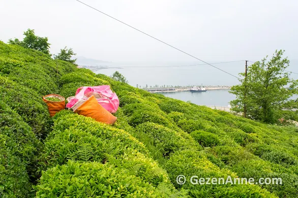 Karadeniz'in karşı yamaçalrındaki çay bahçeleri, Rize
