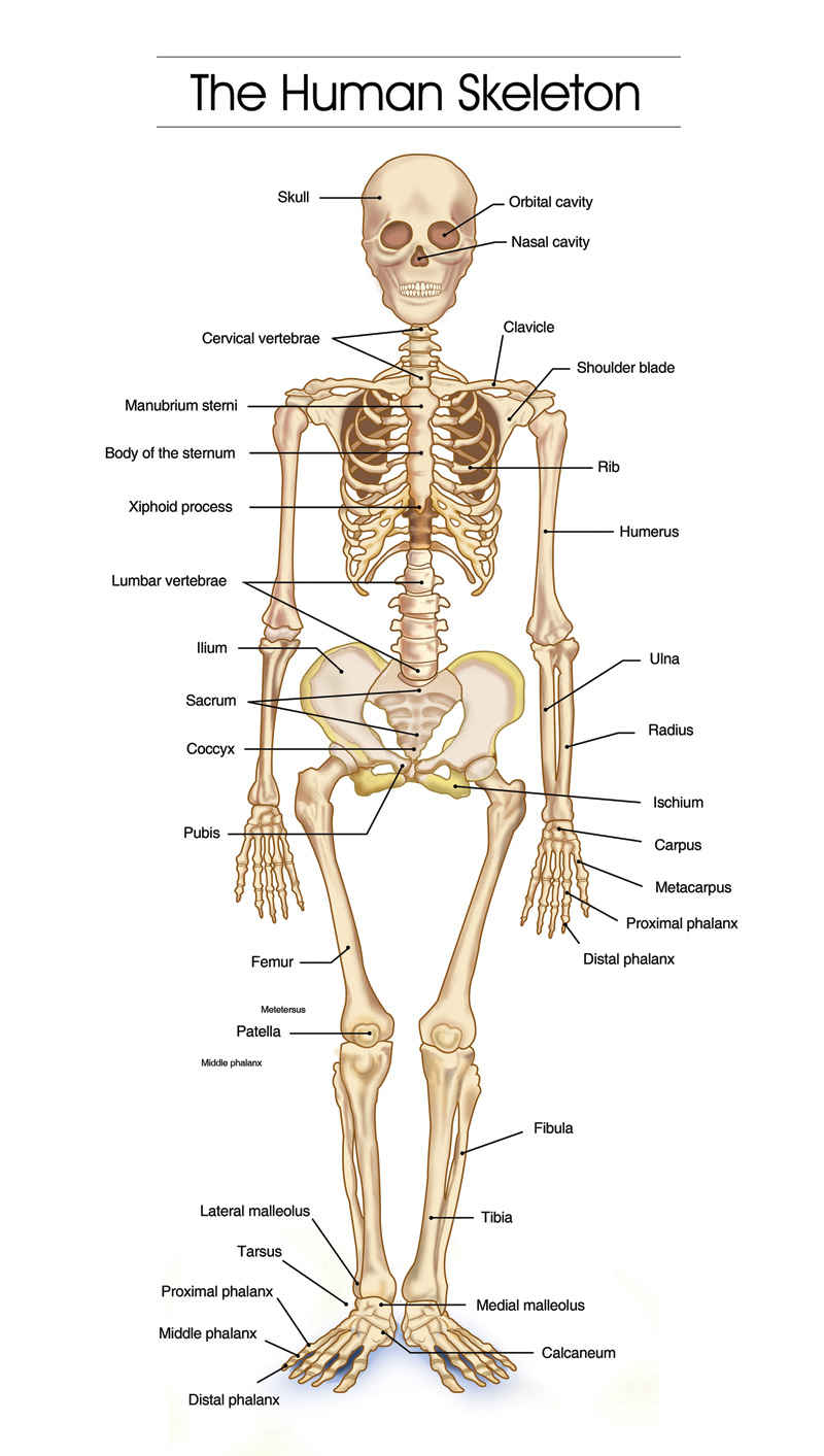 Human Skeletal System Diagram Health Images Reference