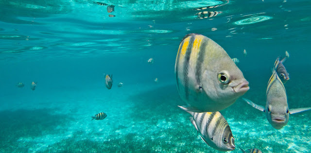 Snorkel no Parque Garrafon Natural Reef Park em Cancún Snorkel no Parque Garrafon Natural Reef Park em Cancún