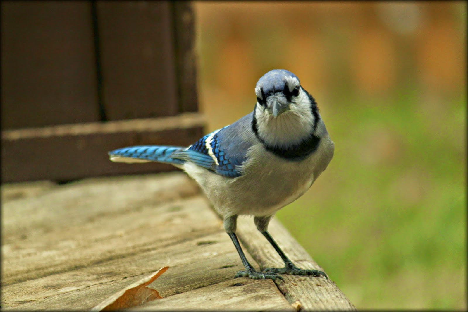 Through Carol's Lens Backyard Birds Kansas