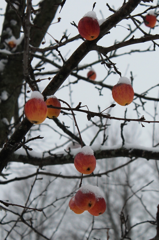 It's a Cotten life Cutting down the cherry tree