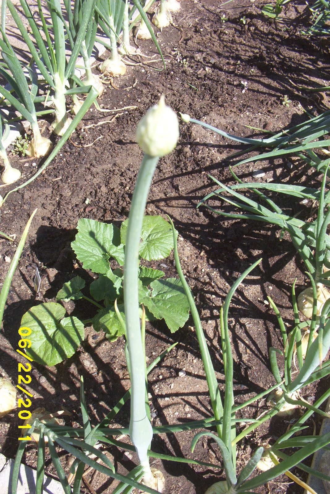 How Does My Garden Grow Two plants going to seed and how to make