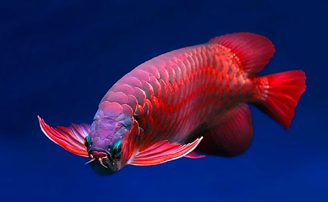 Ikan Arwana Super Red - Ikanhiasku