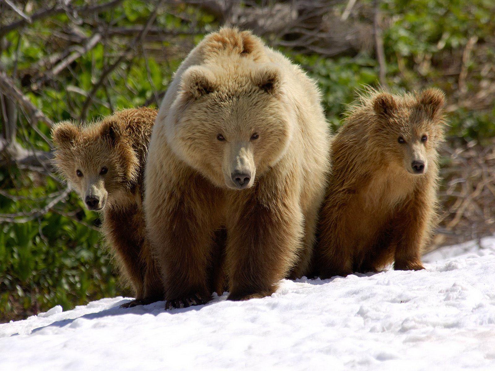 brown-bear-the-wildlife