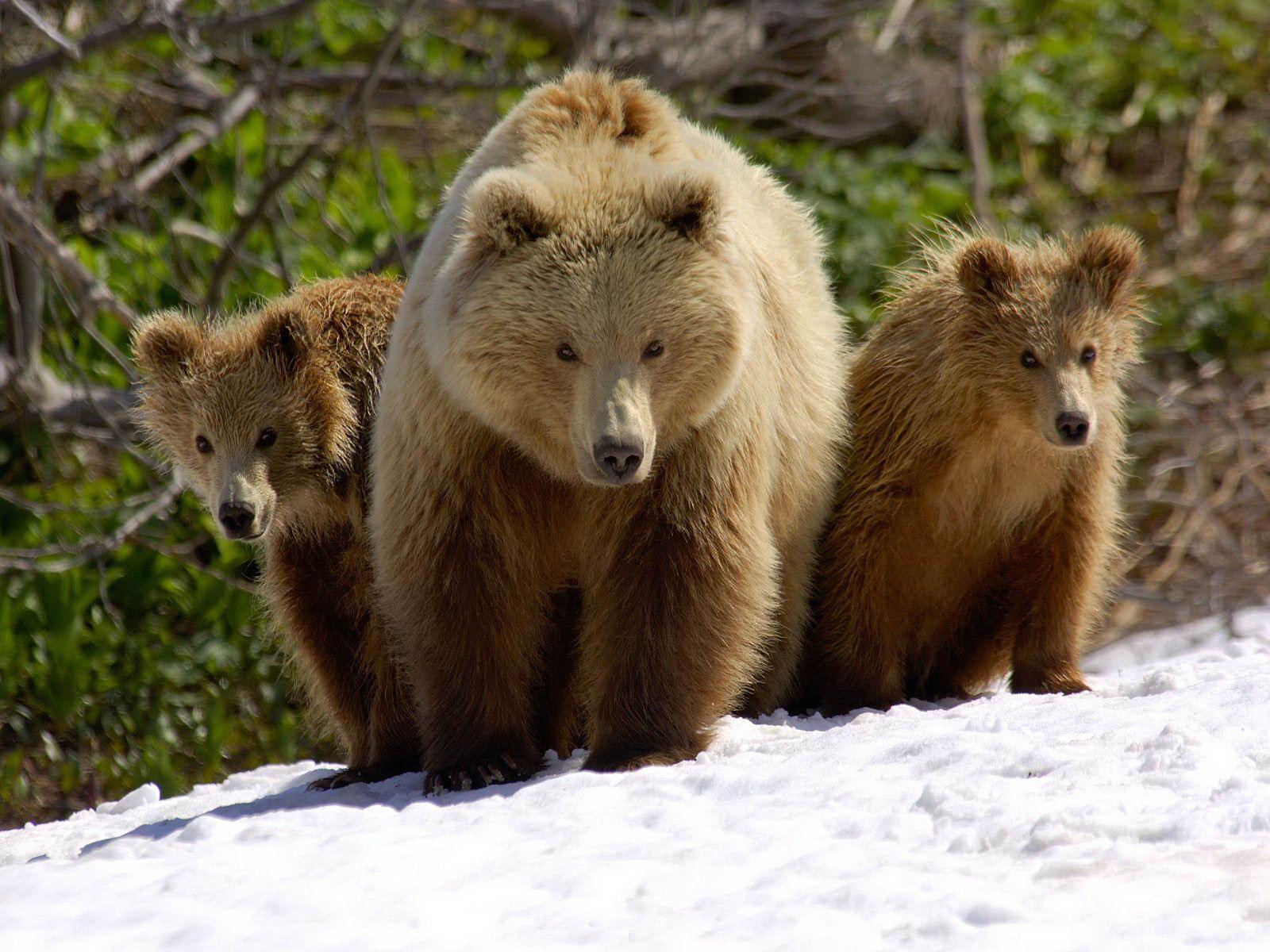 Brown Bear The Wildlife Brown Bear The Wildlife