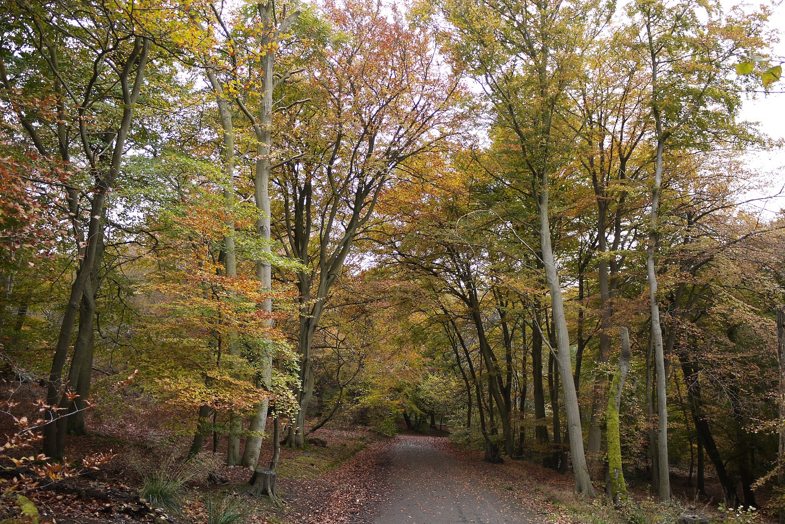 Walking in the country Burnham Beeches and Littleworth Common