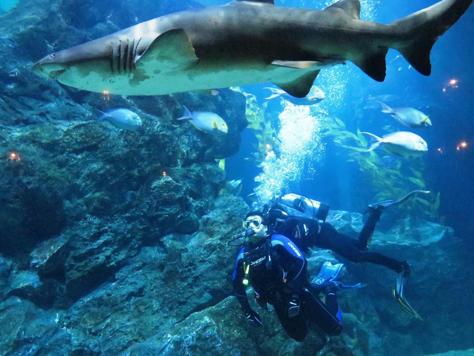 Dive with the Sharks Bangkok Thailand TRAVEL INFO