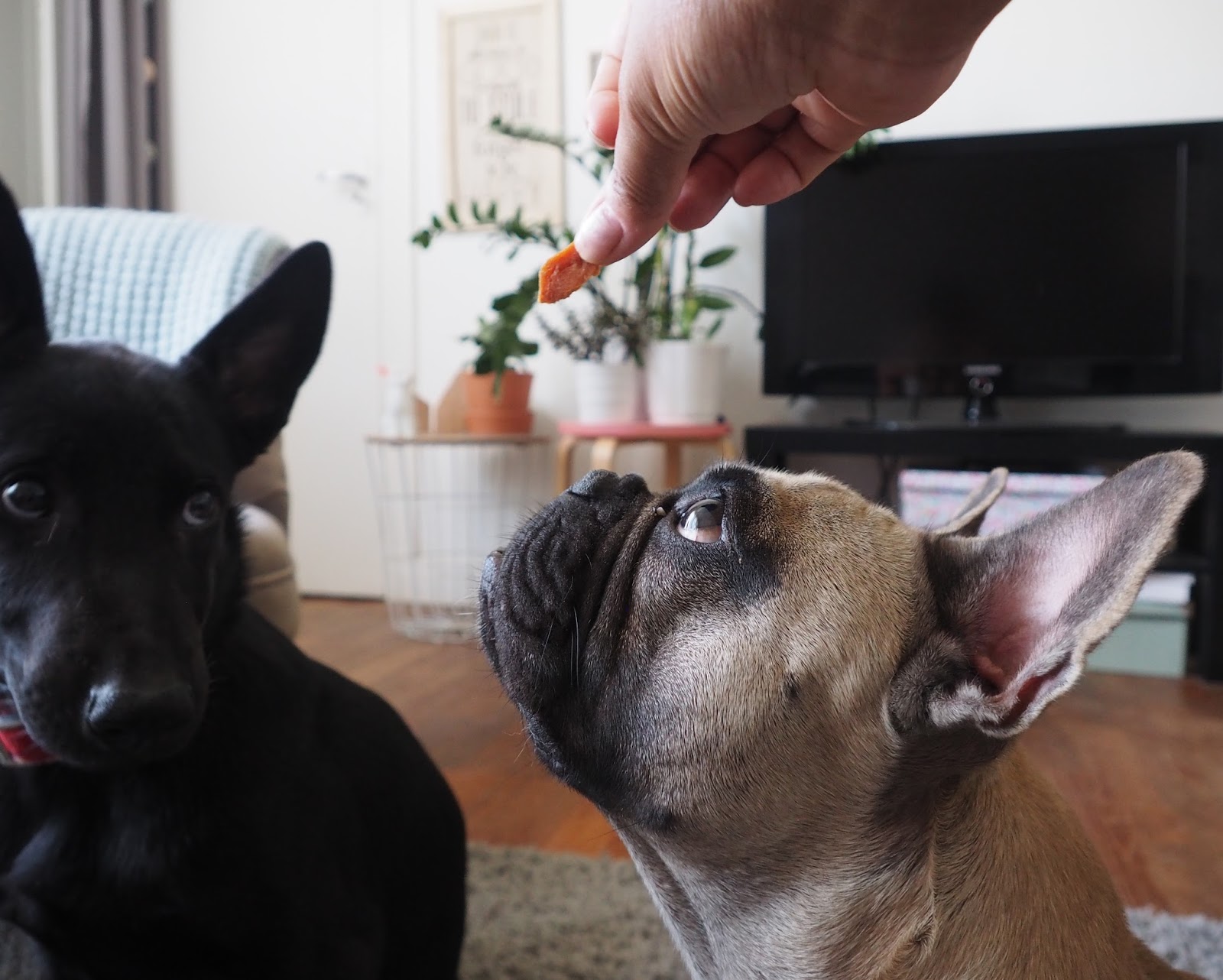 ILoveMyDog La protection de ressource chez le chien