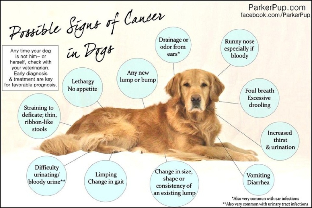 Dog Cancer Symptoms You Should Be Aware Of Doglopedix