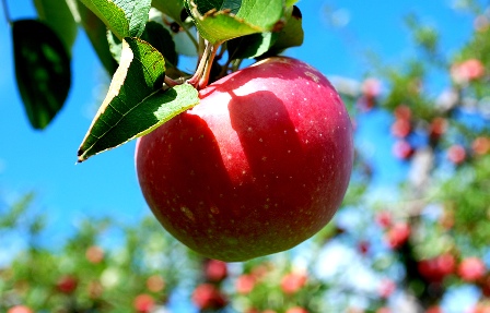 Manfaat Ukhuwah Islamiyah