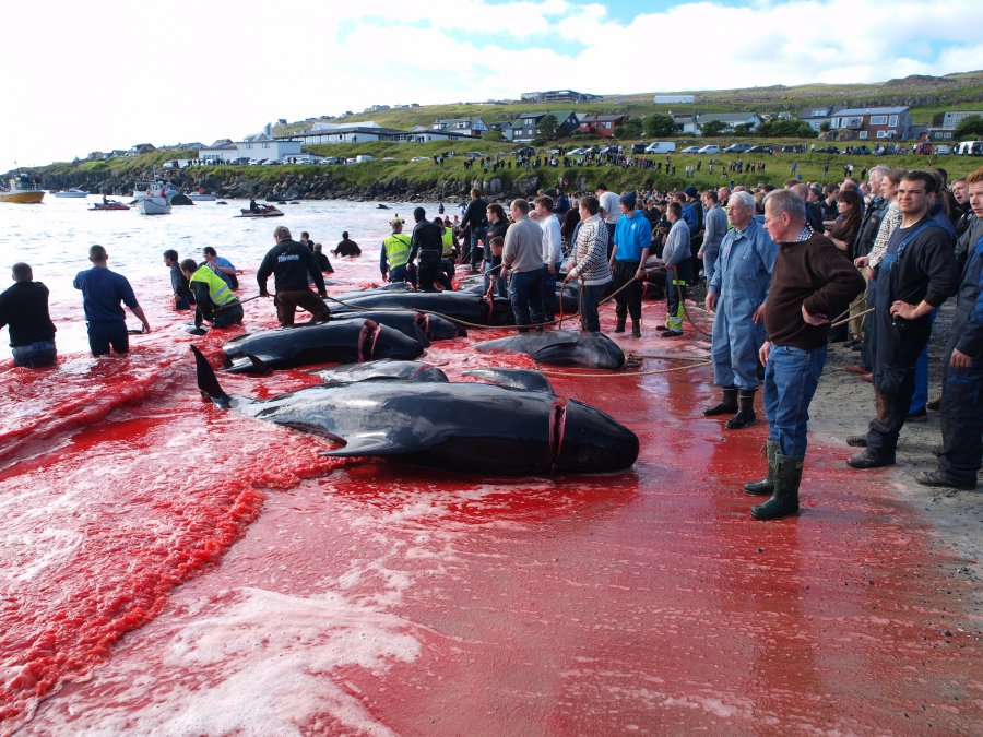 Japan Decided To Restart Commercial Whale Hunting From July 2019 After 30 Years