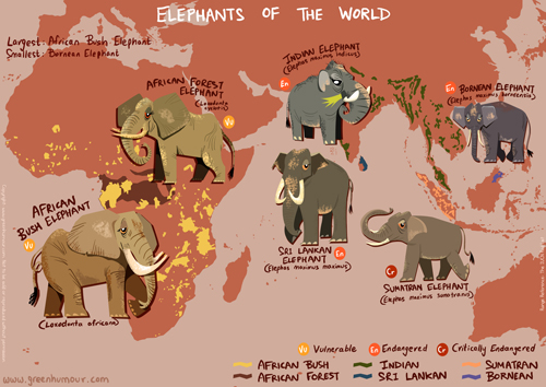 Smallest Elephant In The World