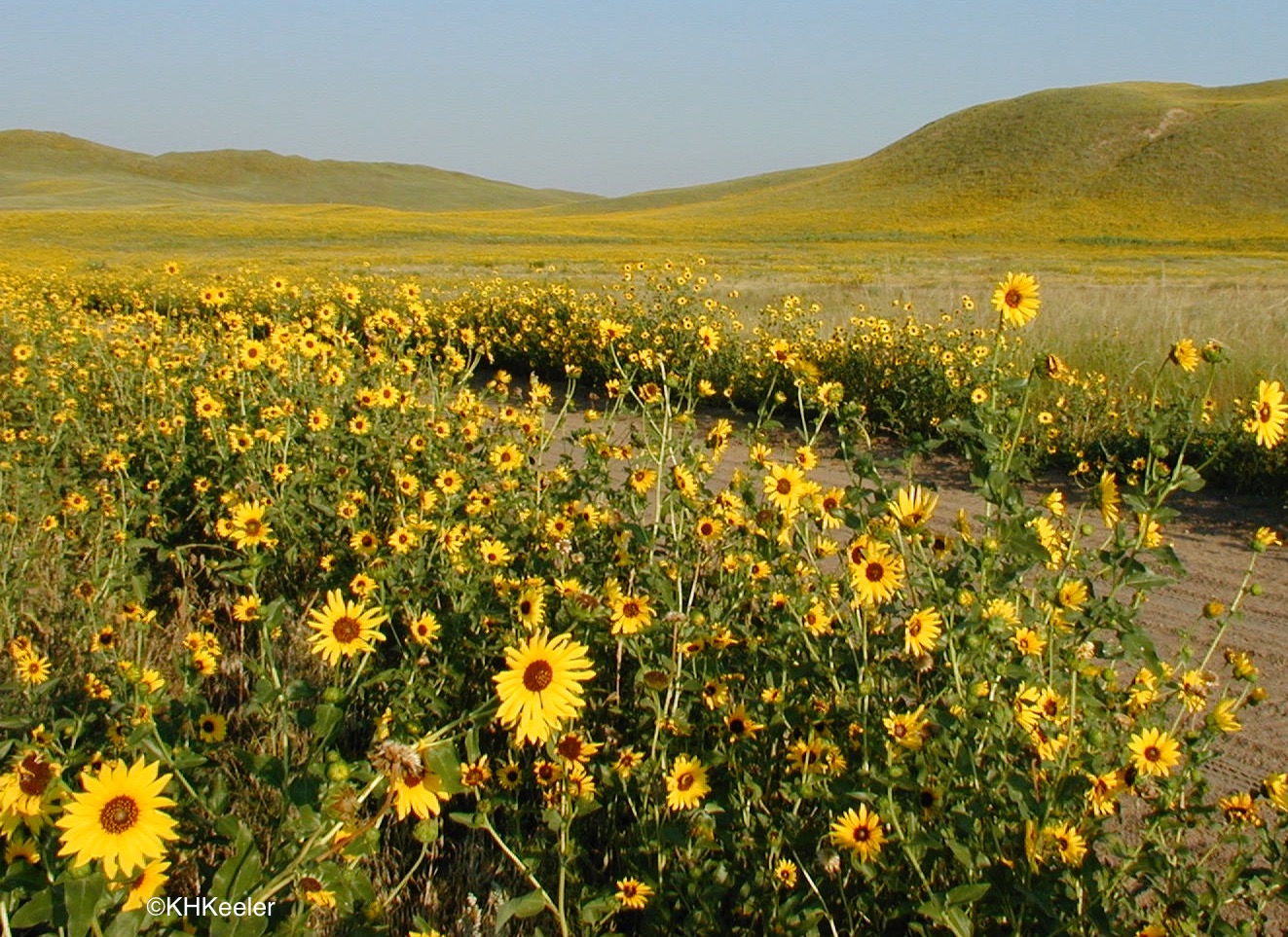 A Wandering Botanist Plant Storythe Prairie Sunflower, Helianthus