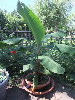 banana tree growing, after 1 year, michigan, cold weather