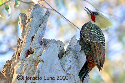 Pale crested Woodpecker