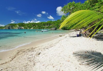 Plage couleur azur de sable banc avec branche de cocotier  au Gosier en Guadeloupe