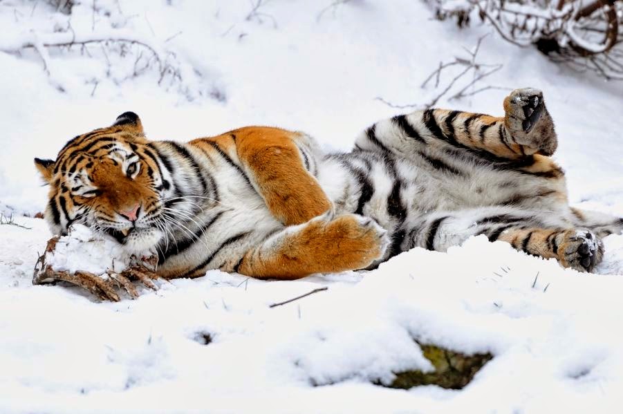 снежный тигр. день тигра 2023. день тигра 2023 картинки. тигр в архаринском районе. зубр амурский тигр.