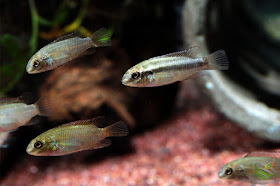 Pelvicachromis subocellatus(Moanda)