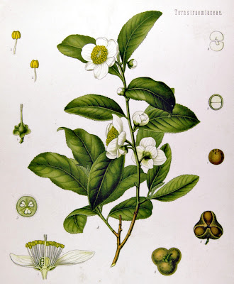 Tea plant (Camellia sinensis) from Köhler's Medicinal Plants, 1897