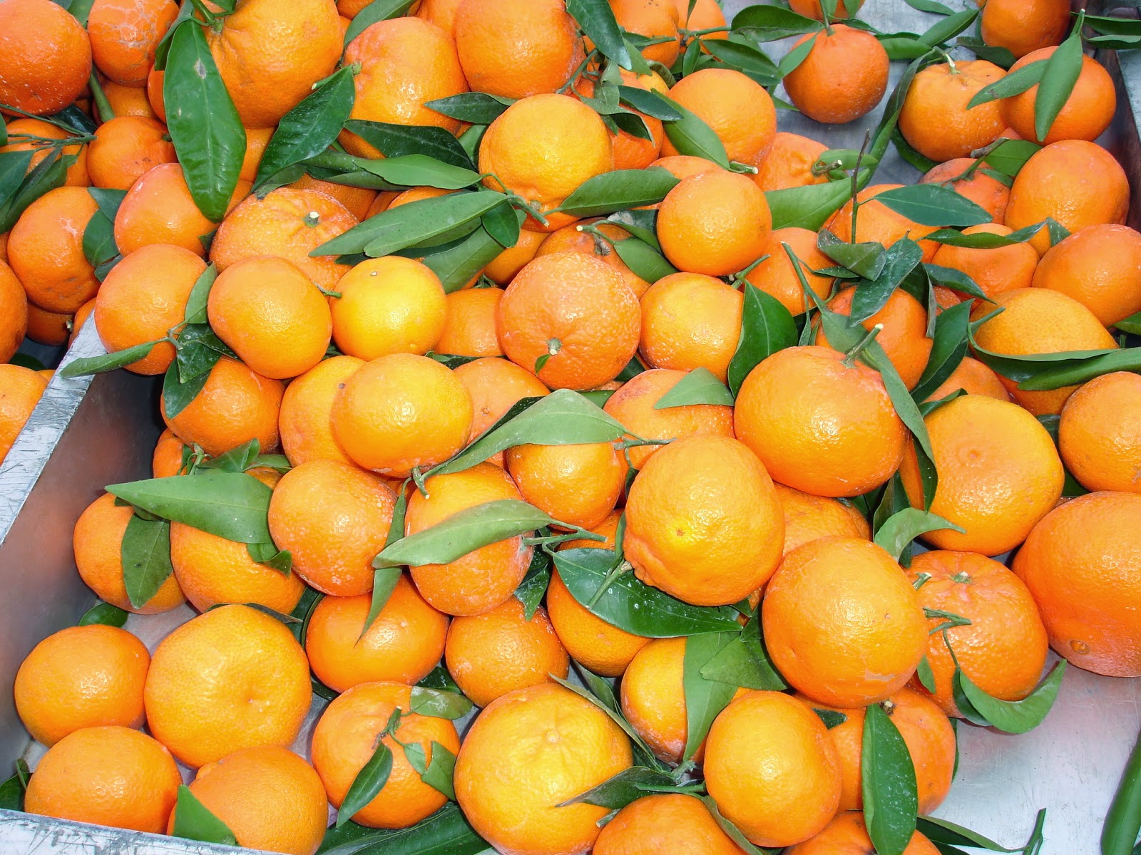 Kochbuch für Max und Moritz: Tierfreitag: Marokkanischer Orangensalat ...