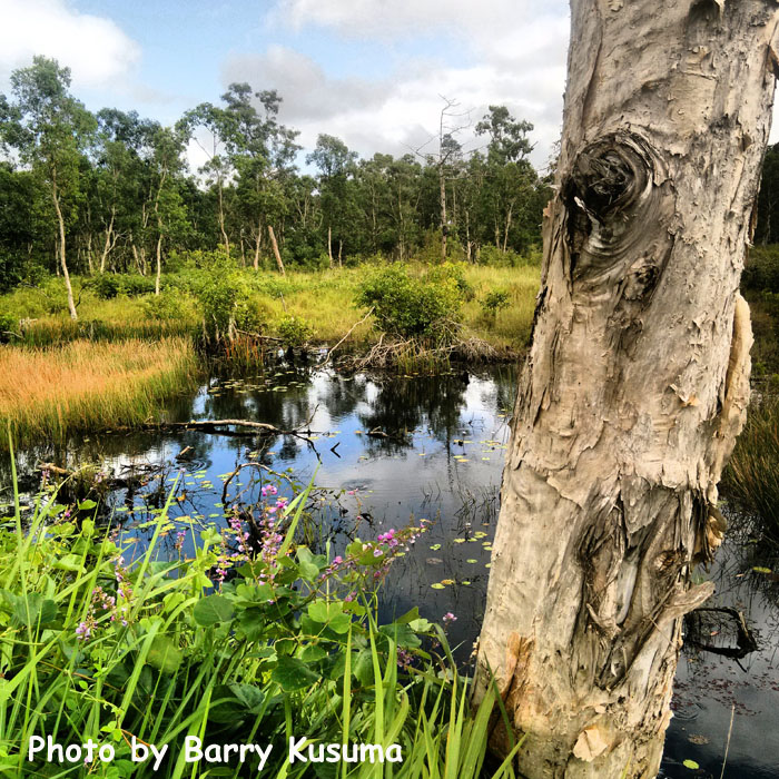 Keindahan Taman Nasional Wasur Merauke, Serengeti Papua | Xeroncyber-Blog