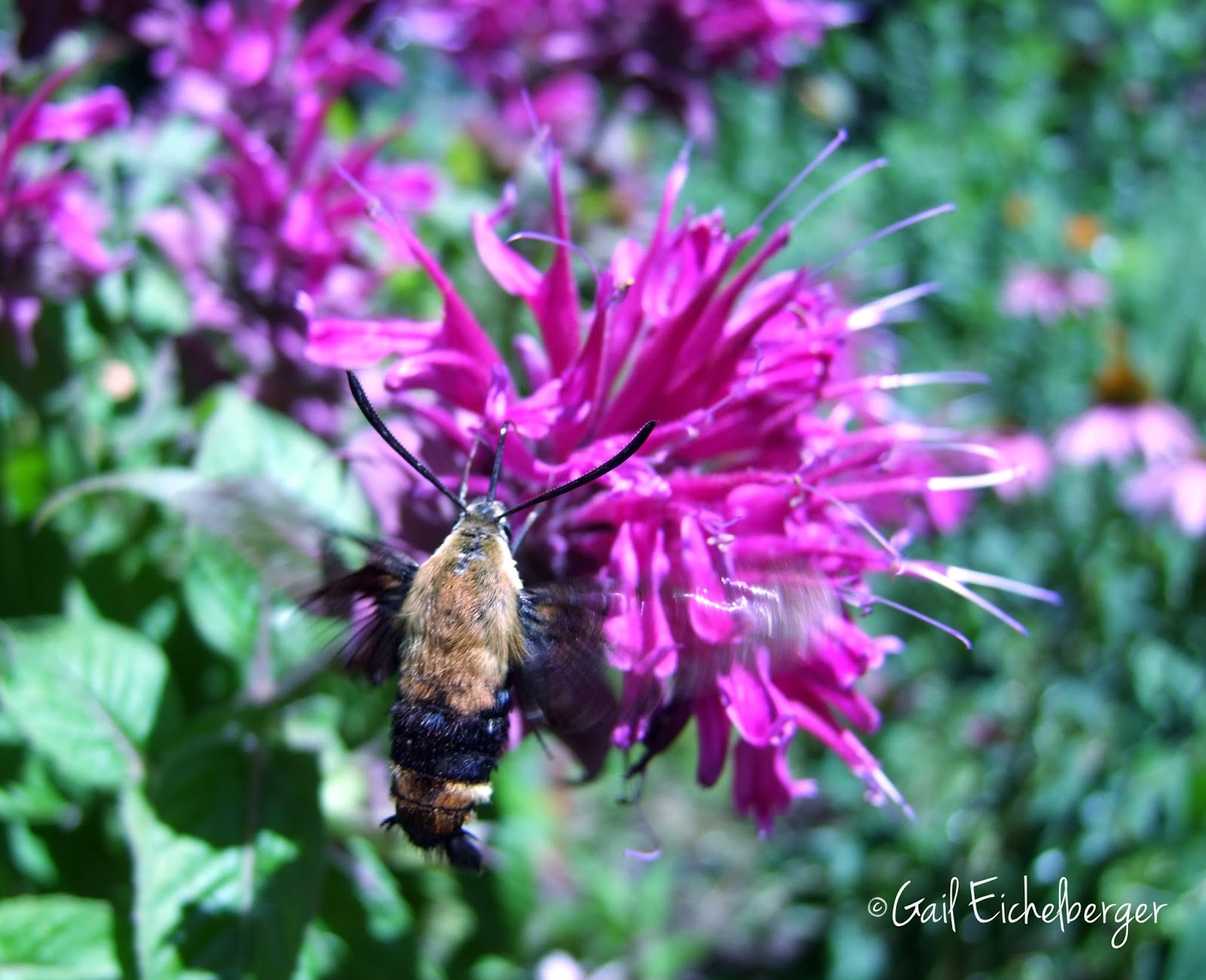 clay and limestone: Is it a hummingbird? Is it a bee? No, it's a moth!