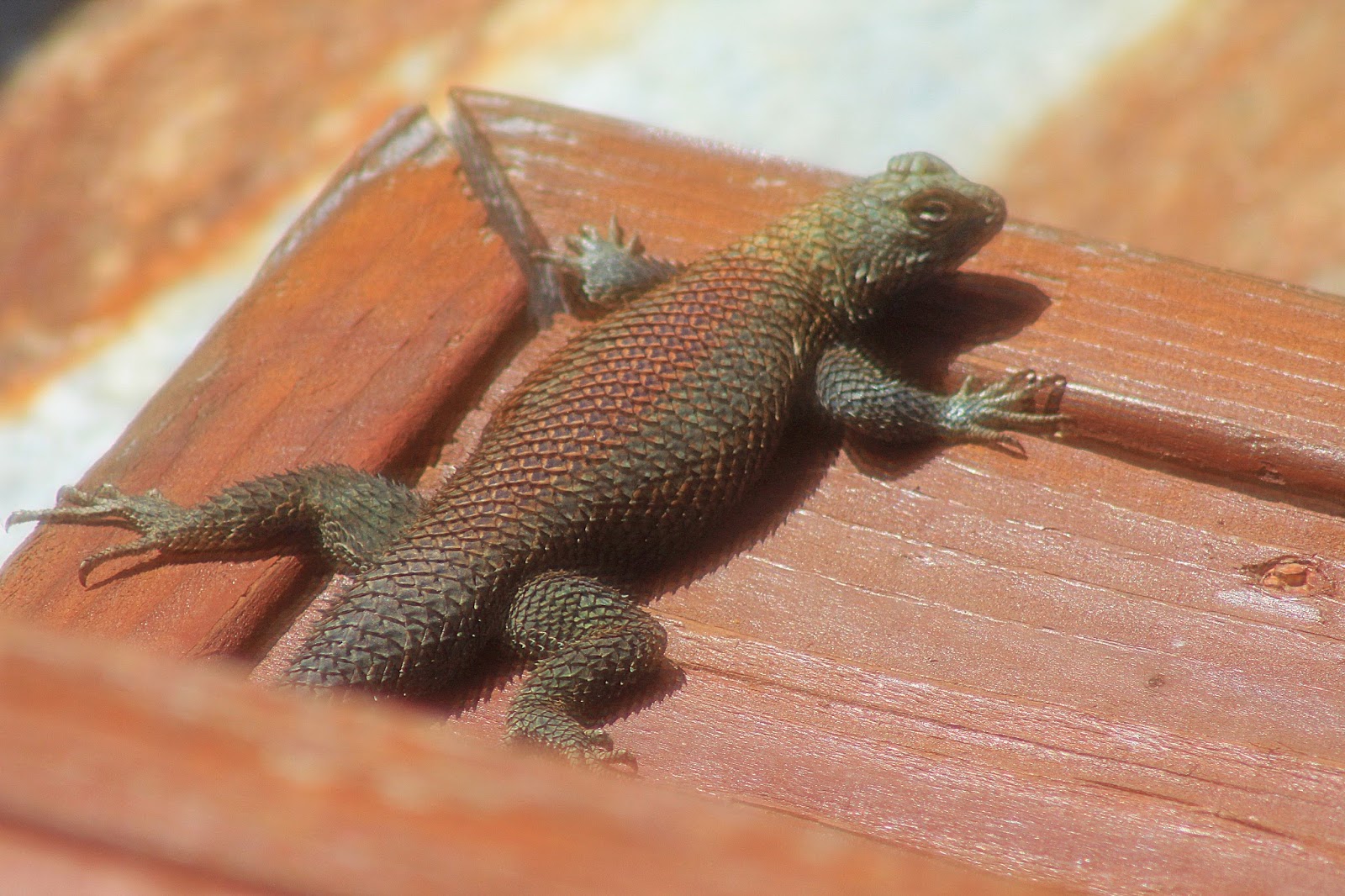 La Cresta Critters Granite Spiny Lizard