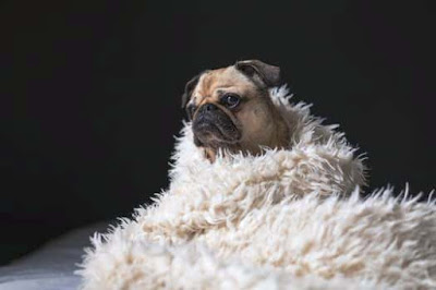 Funny Animal Pictures funny images, funny photos, funny pictures, funny jokes, funny image