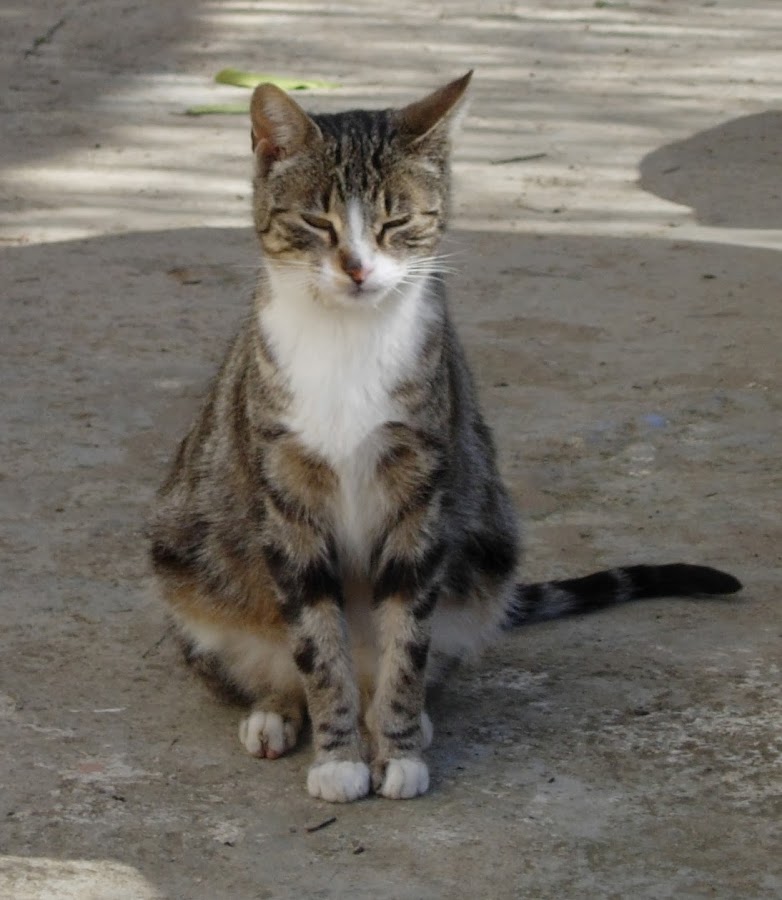 GATO COMÚN