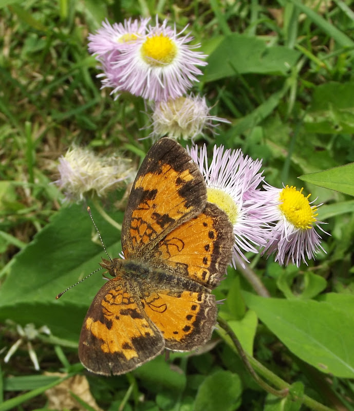 In The Garden Small Brown Butterflies