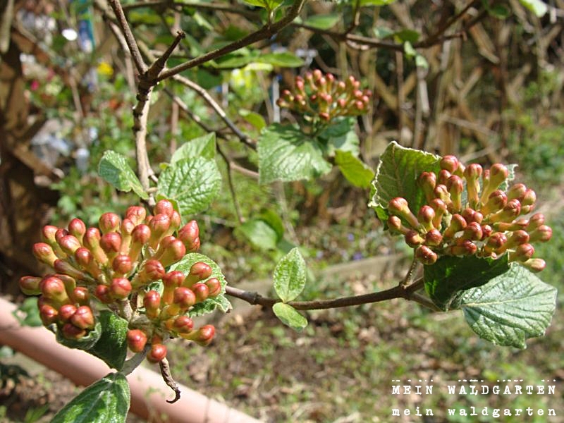 © Mein Waldgarten Viburnum Gardening with Allergies