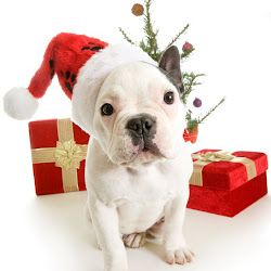 christmas ipad dogs wallpapers suitable mini them very