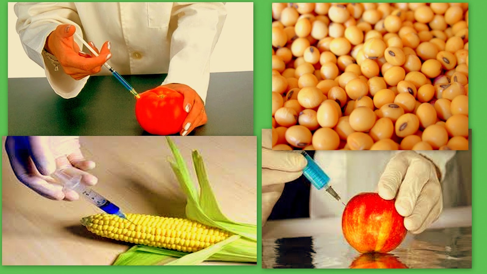 alimentos transgenicos el magazin de merlo 161 lo peligroso de los alimentos alimentos transgenicos el magazin de merlo 161 lo peligroso de los alimentos