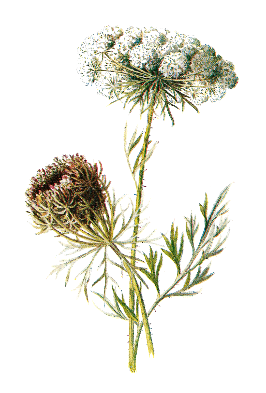 wildflower clip art free - photo #7