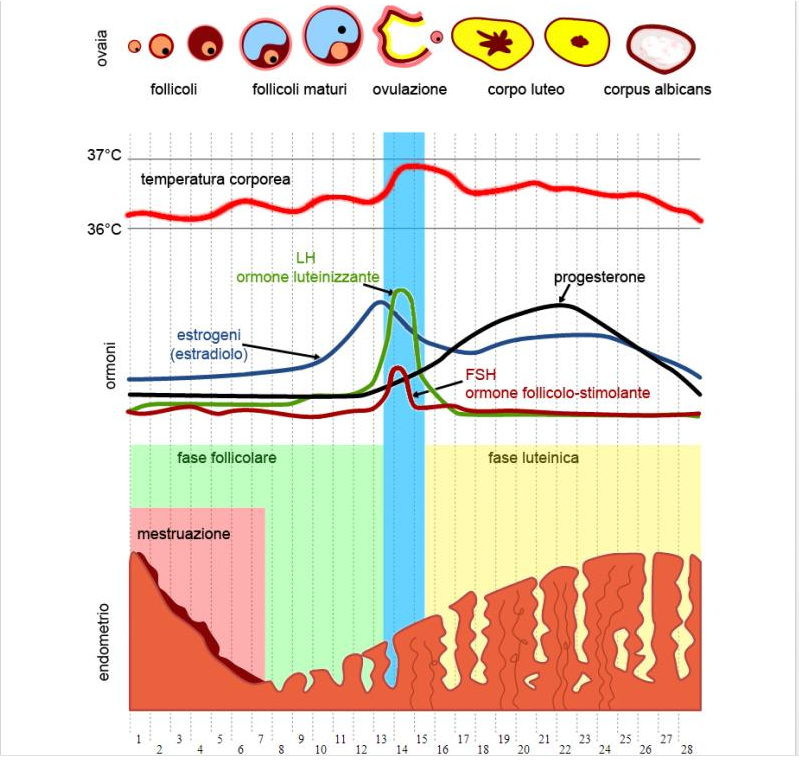 endometriosi e le donne che ne soffrono IL CICLO MESTRUALE