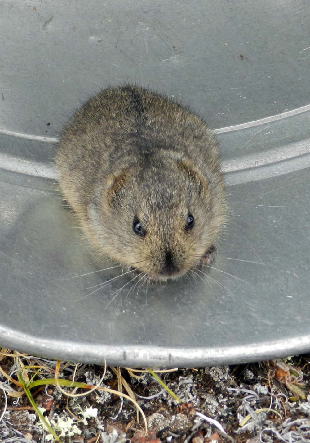 Elfshot Lemmings are awesome!