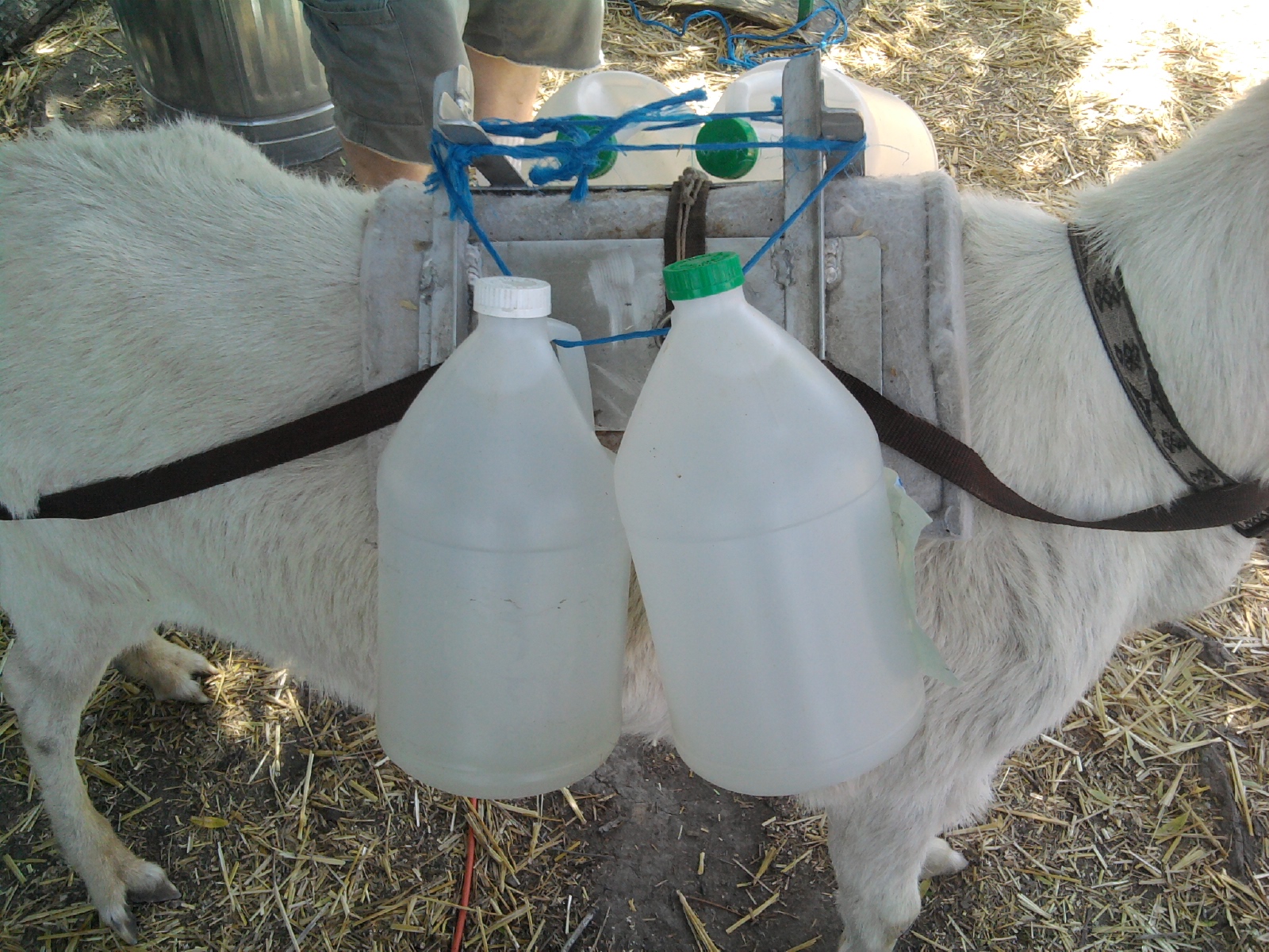 Sierra Pack Goats Blog Weight Training