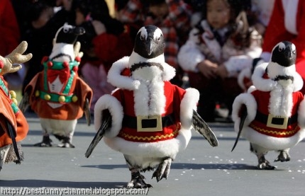 Funny Christmas penguins.